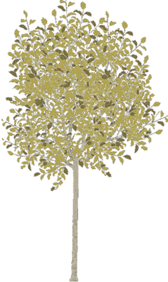  ELF's tree 